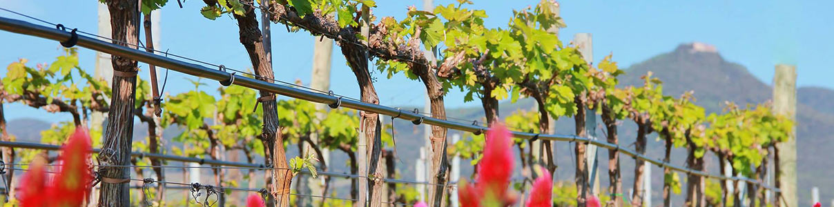 Productor: Tenuta Guado Al Tasso