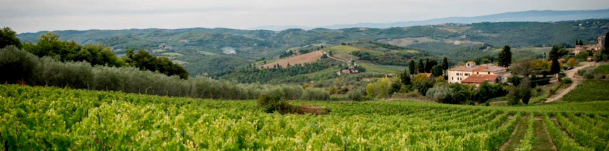 Productor: Tenuta Casenuove