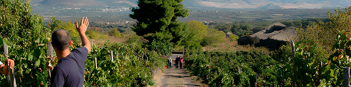 Productor: Tenuta delle Terre Nere