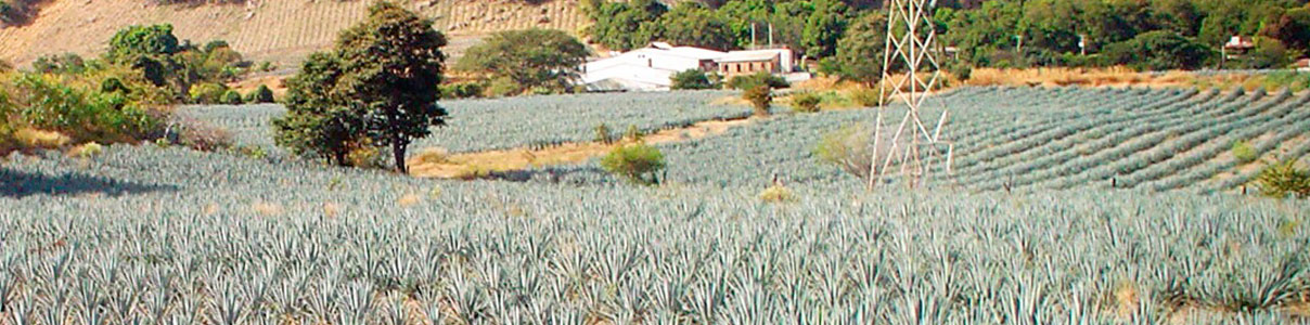 Productor: Tequila La Cofradía