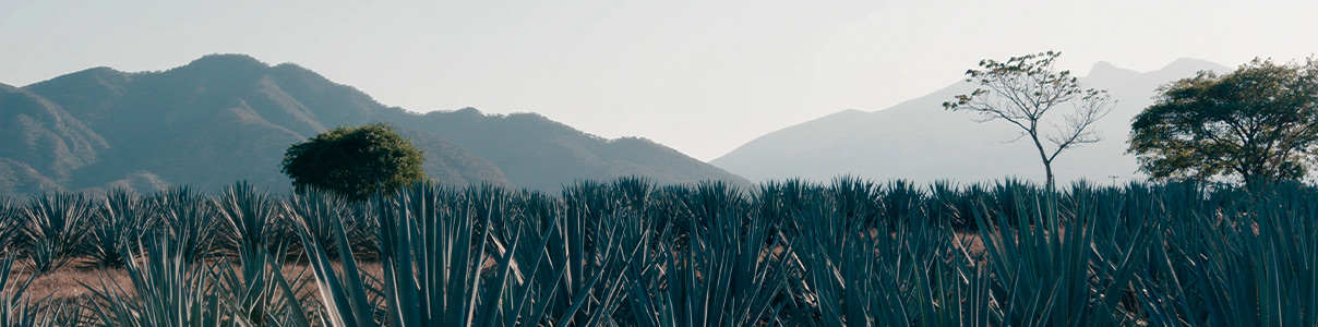 Productor: Tequila Herradura