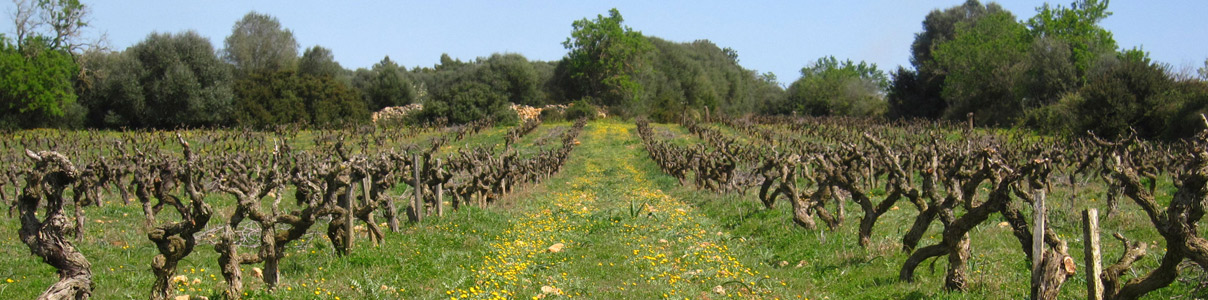 Productor: Terra de Falanis