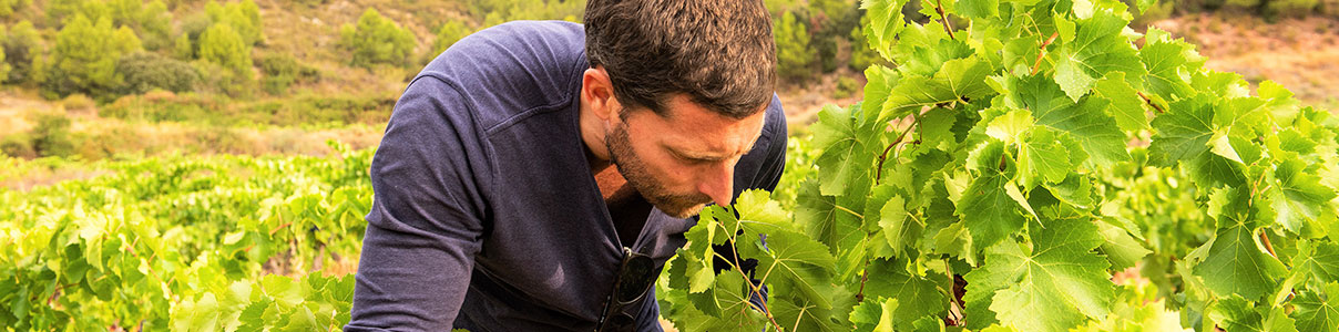Productor: Terroir Sense Fronteres
