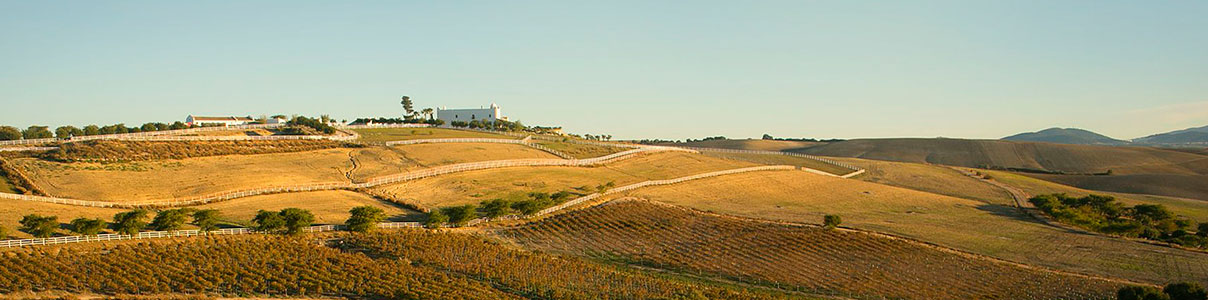 Productor: Bodegas Tesalia