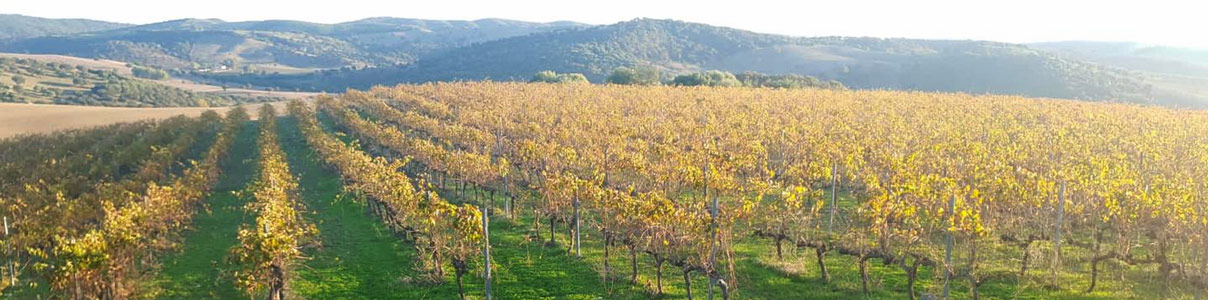 Productor: Compañía de vinos Santiago Jordi