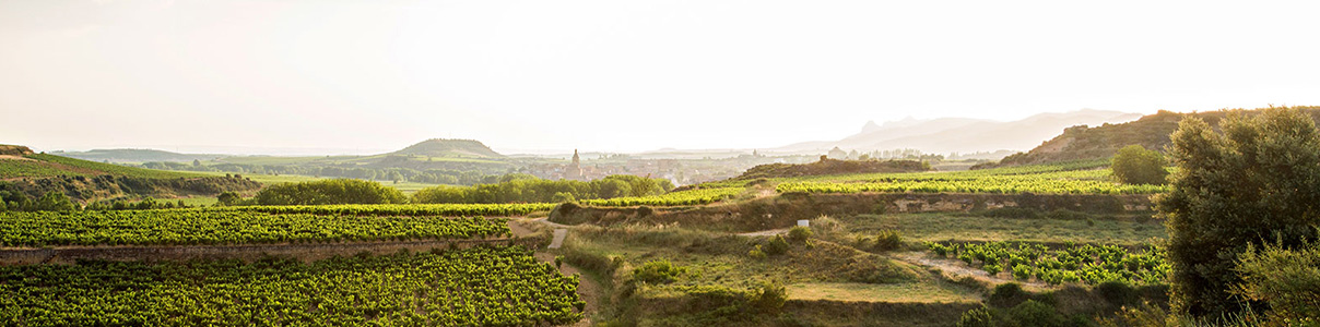 Productor: Bodegas Tierra
