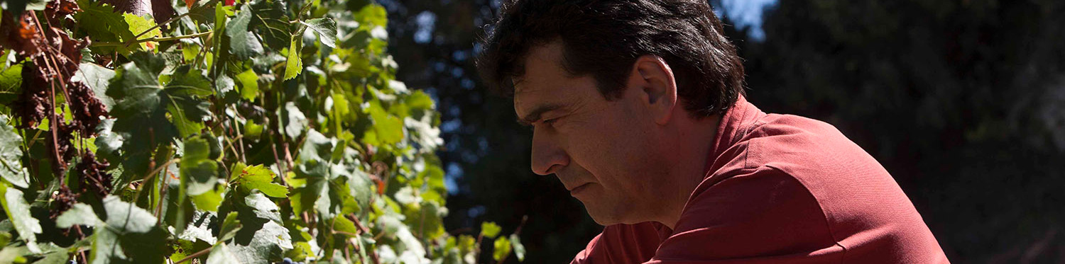 Productor: Bodega Tomàs Cusiné