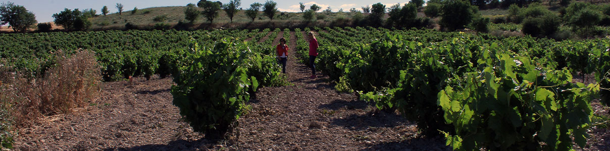 Productor: Bodegas y viñedos Traslanzas
