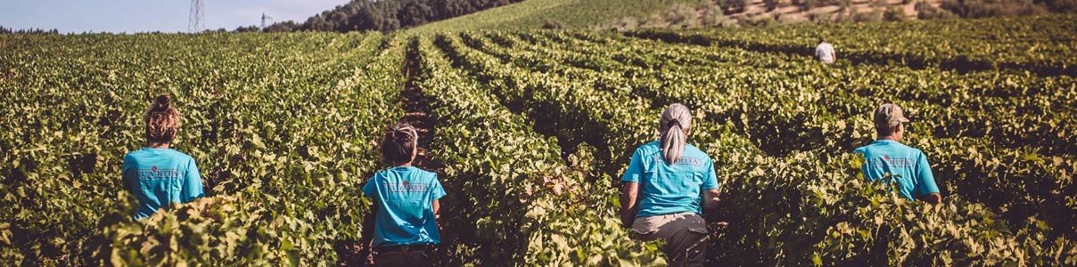 Productor: Tua Rita Societa 'Agricola Semplice