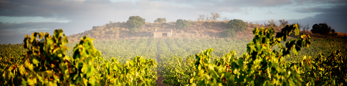 Productor: Cavas Marevia