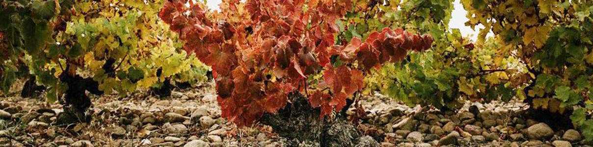 Productor: Usarralde Vinos de Familia