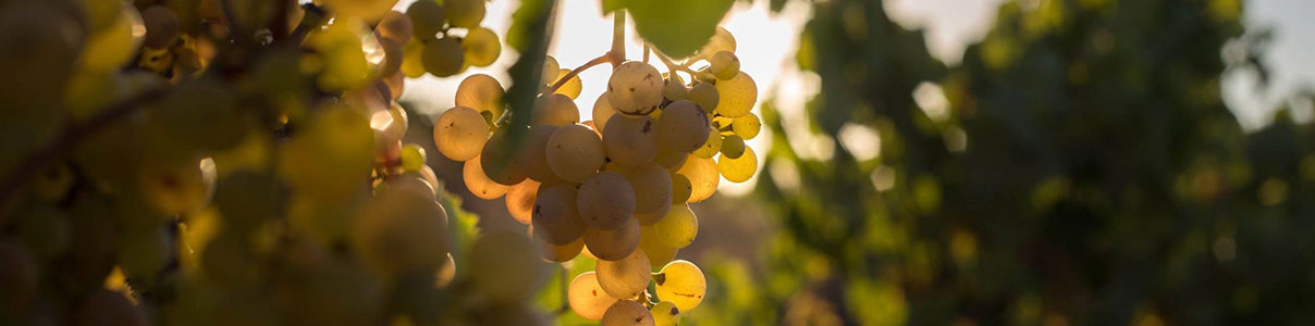 Productor: Uvas Felices