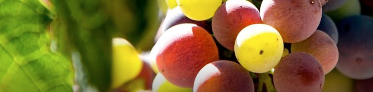 Productor: Bodegas Valdaya