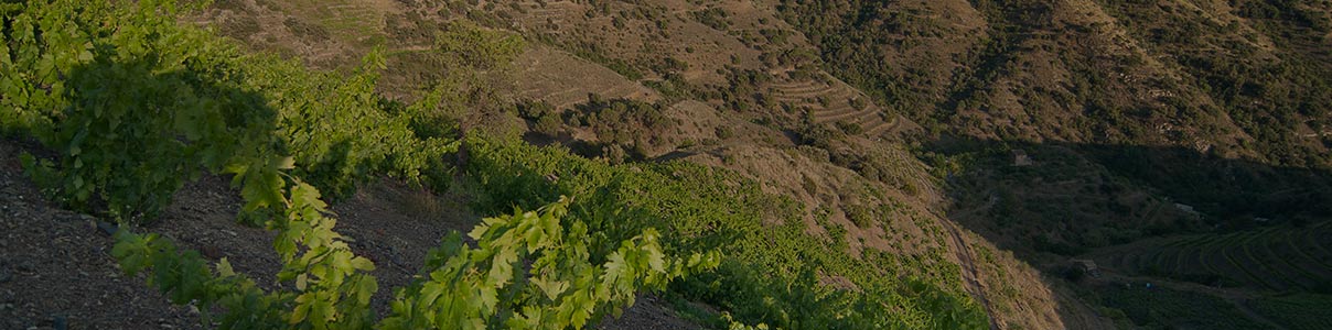 Productor: Celler Vall Llach 