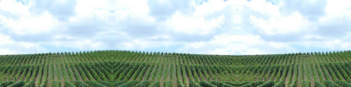 Productor: Château la Vieille Cure