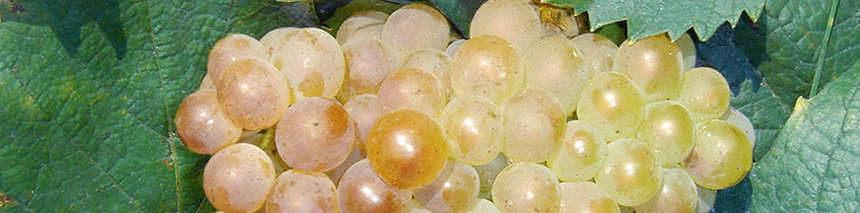 Productor: Domaine Aubert et Paméla de Villaine