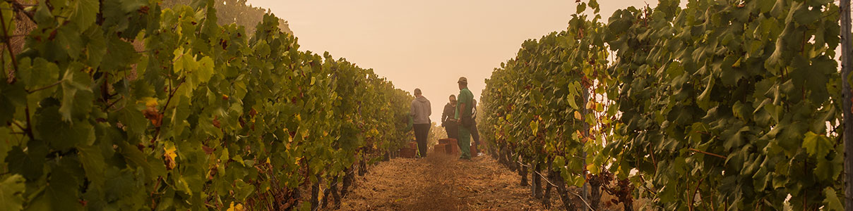 Productor: Viña Costeira