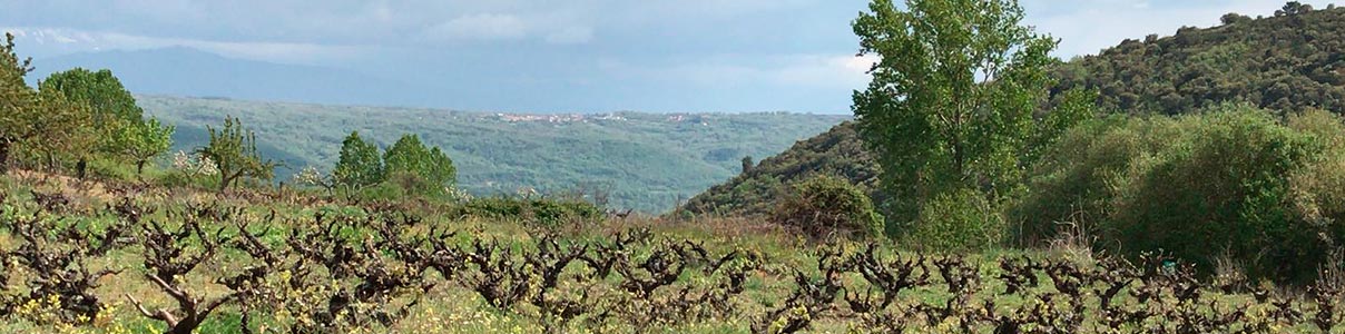 Productor: Viñas Serranas
