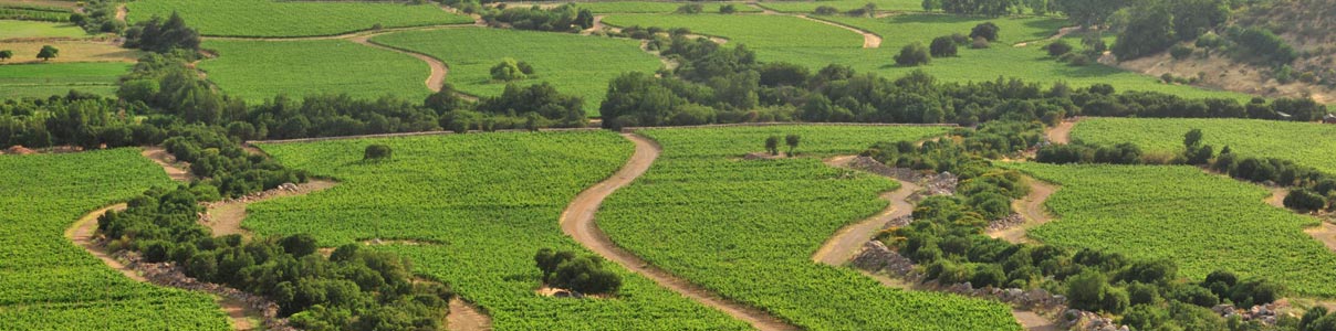 Productor: Viña Seña