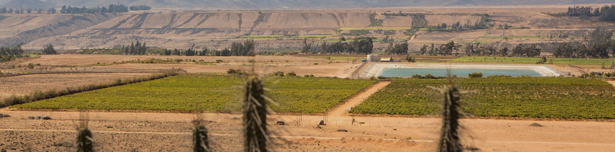 Productor: Viña Ventisquero
