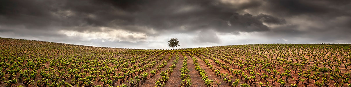 Productor: Vinos Guerra