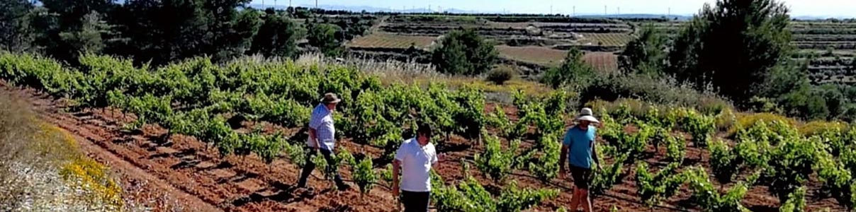 Productor: Vins de la memoria