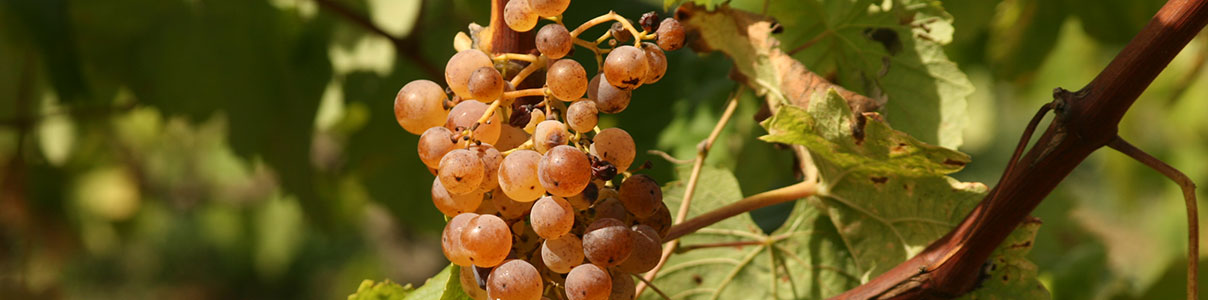 Productor: Vins del Massis