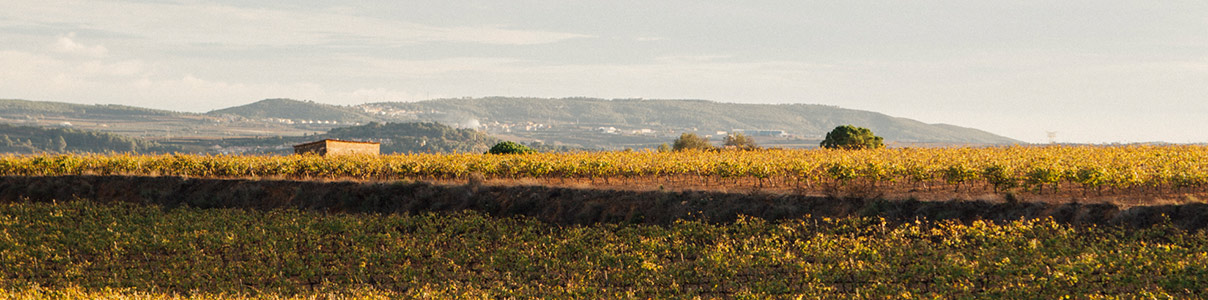 Productor:  Vins per estimar el vi