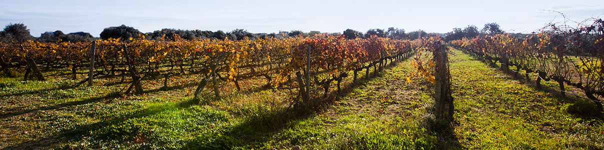 Productor: Vinyes del Terrer