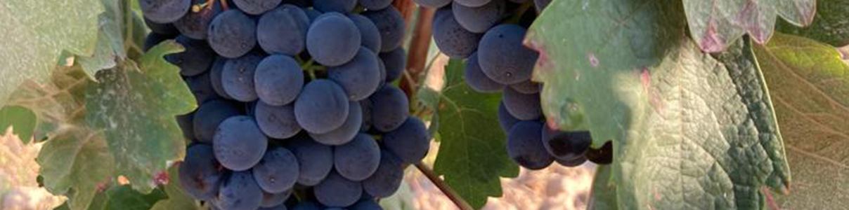 Productor: Viticultores de Lapuebla
