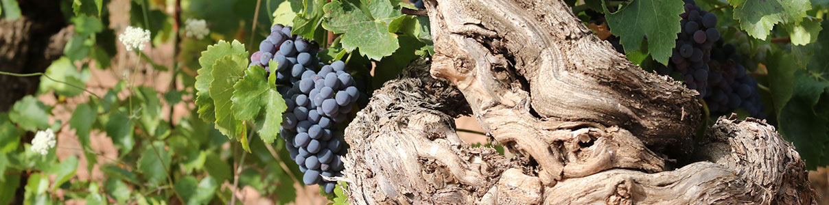 Productor: Clipeo Wines