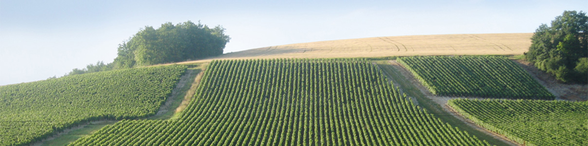 Productor: Domaine William Fèvre