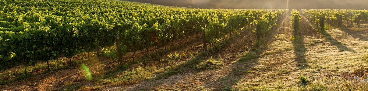 Productor: Azienda Agricola Sottimano