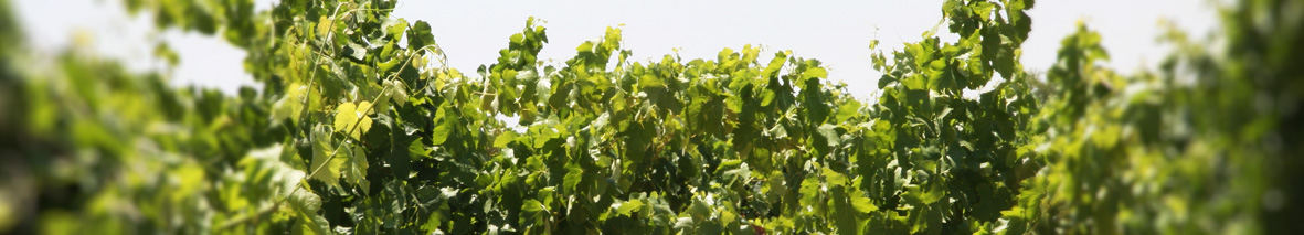 Productor: Bodegas César Príncipe