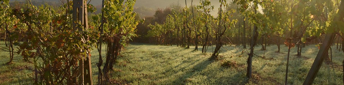 Productor: Domaine de Montbourgeau