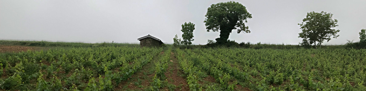 Productor: Domaine Thillardon