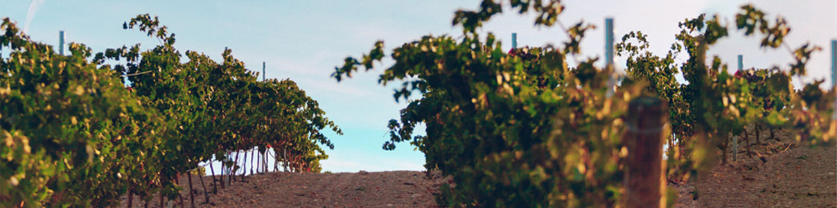 Productor: El Ilusionista Bodegas