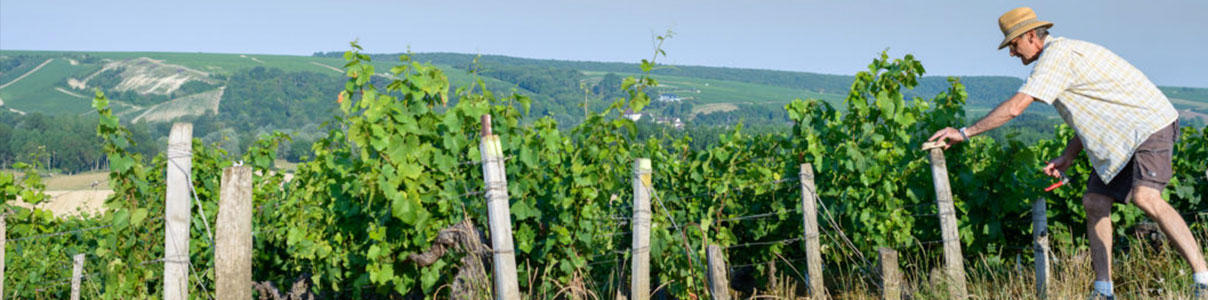 Productor: Domaine Bessin-Tremblay