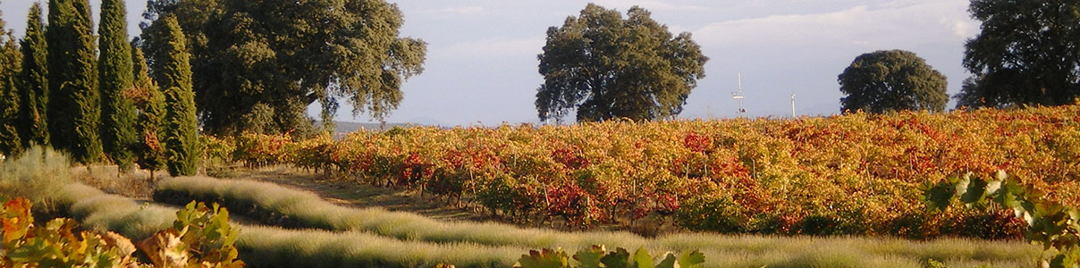 Productor: Marqués de Griñón Family Estates