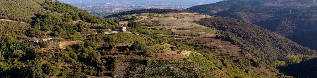Productor: Michelini i Mufatto