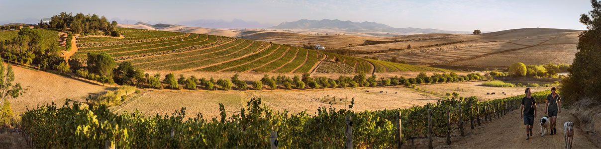 Productor: Mullineux & Leeu Family Wines