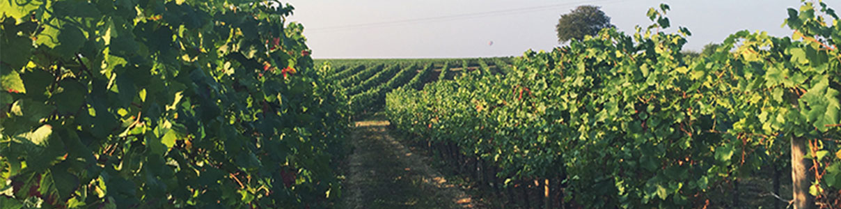 Productor: Domaine Louis Bouillot
