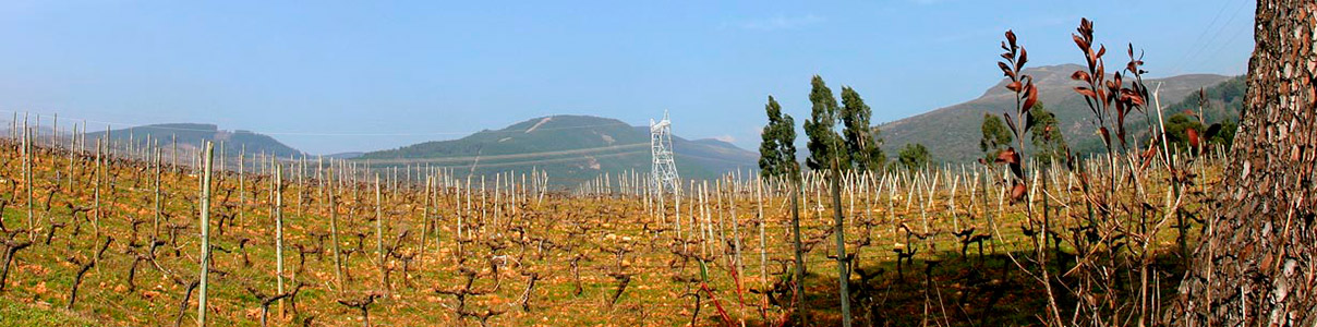Productor: Bodegas Valdesil