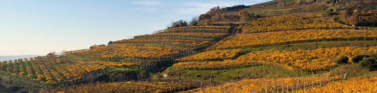 Productor: Azienda Agricola Inama