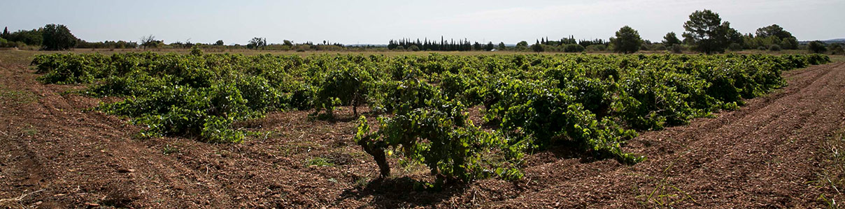 Productor: Ca’n Verdura Viticultors