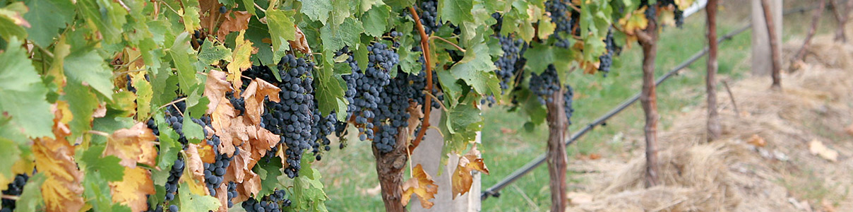 Productor: Château Clos Moulin Pontet