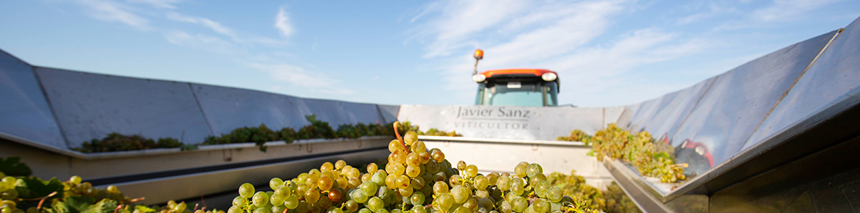 Productor: Javier Sanz Viticultor