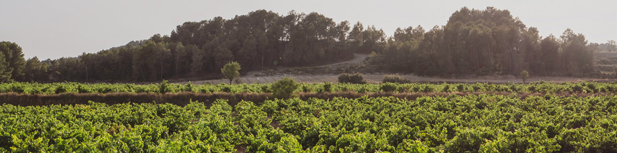 Productor: Agrícola La Portera