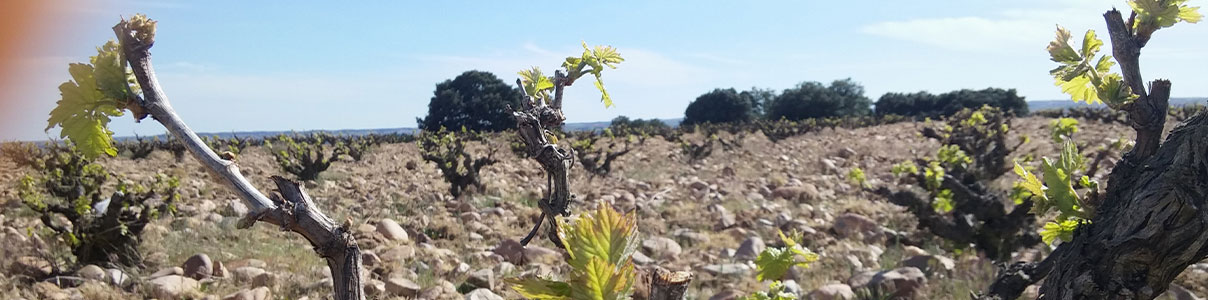 Productor: Algil Bodegas y Viñedos