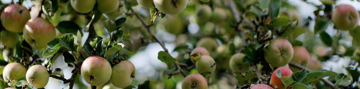 Productor: Brännland Cider
